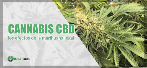 Cannabis Cbd Los Efectos De La Marihuana Legal Justbob