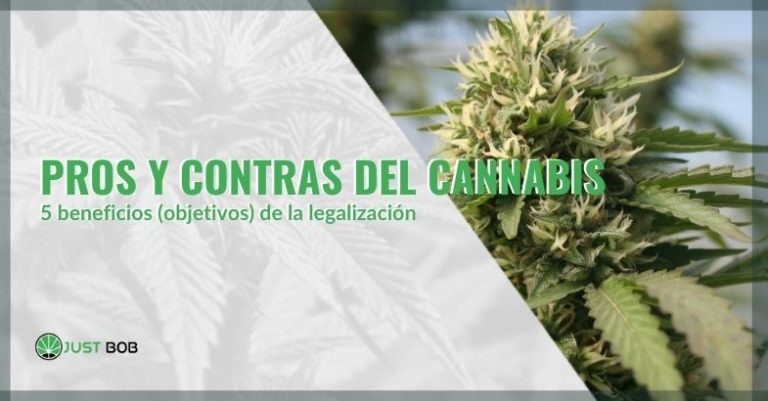 Los Beneficios De La Legalizaci N Del Cannabis Justbob