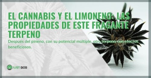 El Cannabis Y El Limoneno Las Propiedades Justbob