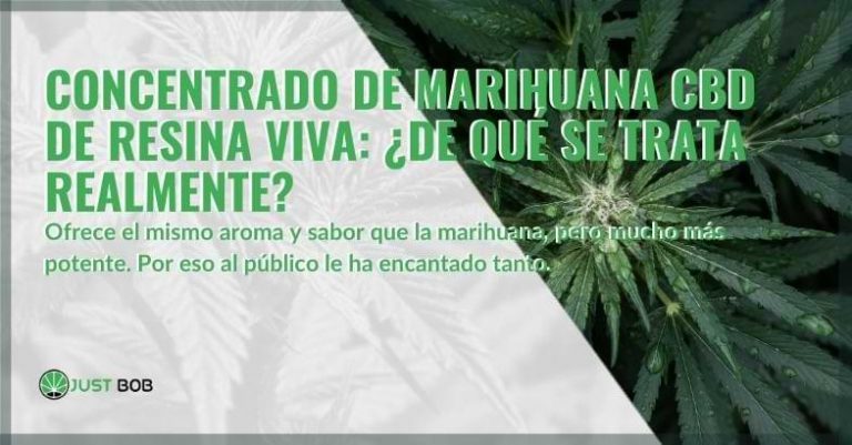 Concentrado de marihuana de resina viva qué es Justbob