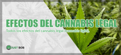 efectos del cannabis legal