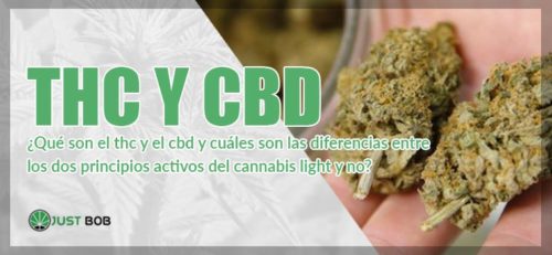 THC Y CBD: Todas Las Diferencias | Justbob