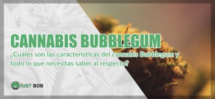 Cannabis CBD Bubblegum: todo lo que necesitas saber