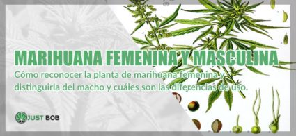 legal Marihuana cbd femenina y masculina