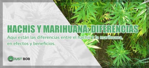 Hachís Y Marihuana: Todas Las Diferencias | Justbob