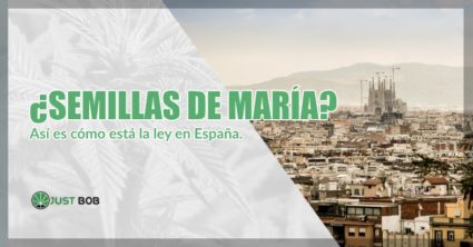 Semillas de maría o cannabis cbd