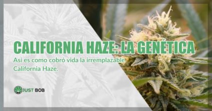 comprar marihuana California Haze