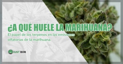 A qué huele la marihuana cbd