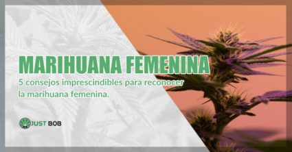 marihuana cbd femenina