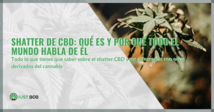 Shatter de CBD: qué es y por qué todo el mundo habla de él