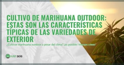 Características típicas de la marihuana outdoor