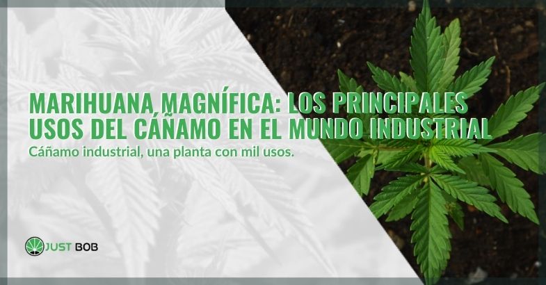 Marihuana Magnífica: Principales Usos Del Cáñamo | Justbob