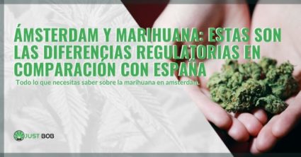 Diferencias de marihuana entre Amsterdam y España