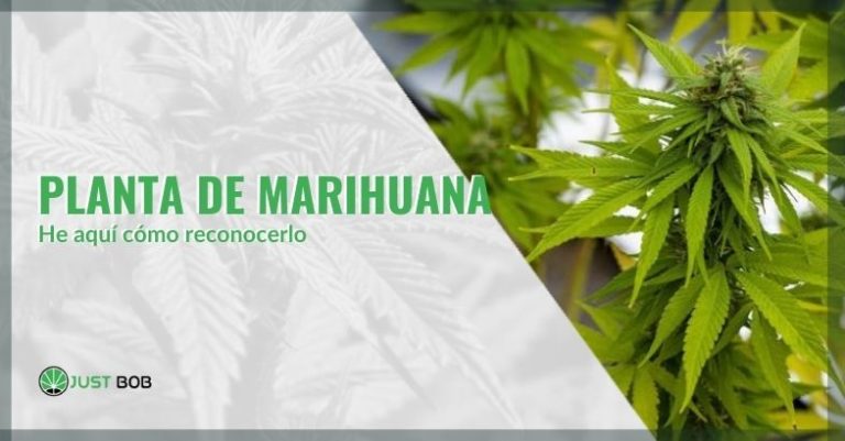 ¿Cómo Se Reconoce Una Planta De Marihuana? | Justbob