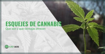 ¿Cuáles son los beneficios de los esquejes de cannabis y cuáles son?