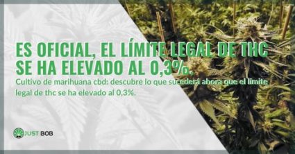 El límite de THC se ha elevado oficialmente al 0,3%.