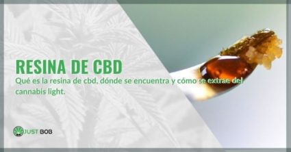 ¿Qué es la resina de CBD, por qué se habla tanto y dónde se encuentra?