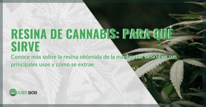 Los principales usos de la resina de cannabis