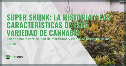 Historia y características del cannabis Super Skunk