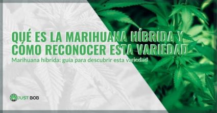 ¿Qué es la marihuana híbrida?