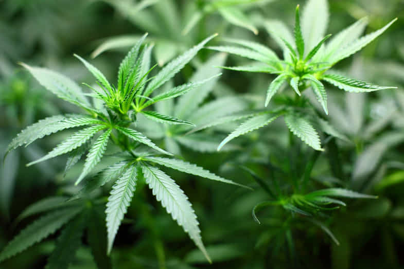 planta de cannabis | just bob