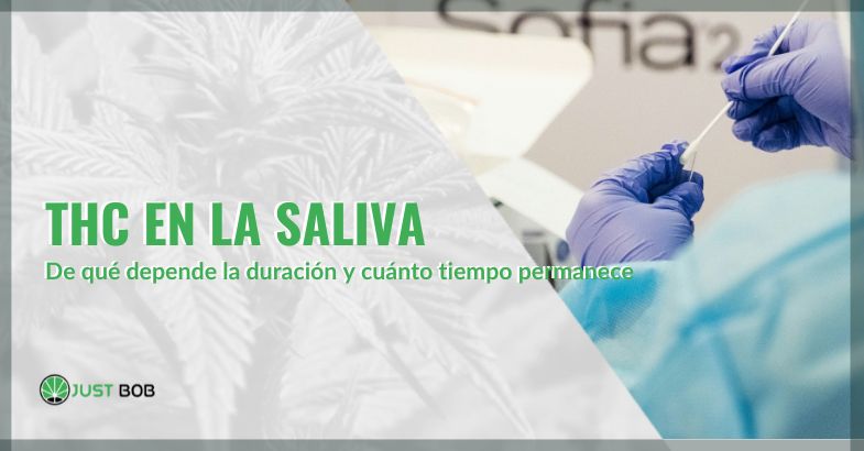 ¿Cuánto dura el THC en la saliva | just bob