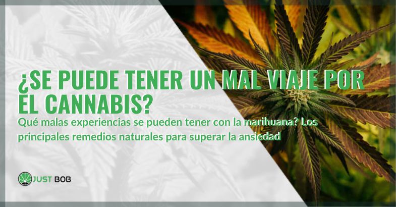 ¿Se puede tener un mal viaje por el cannabis? | Justbob