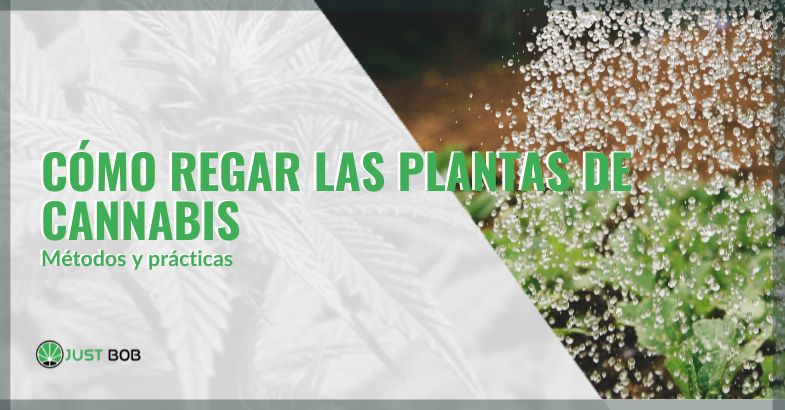 còmo regar las plantas de cannabis | just bob