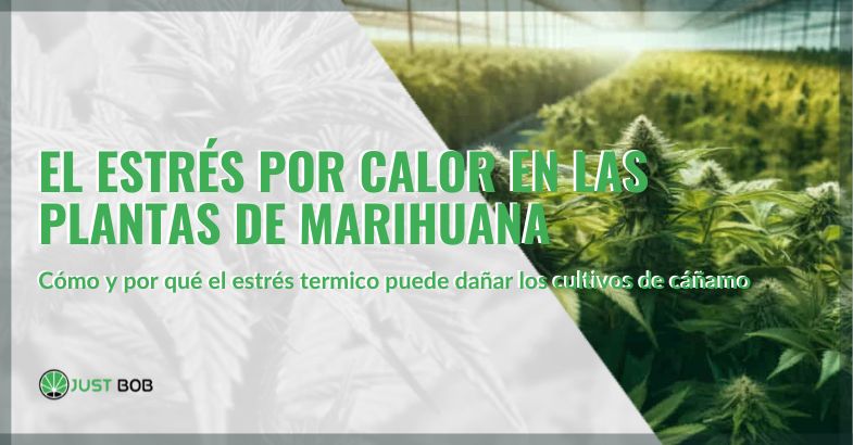 El estrés por calor en las plantas de marihuana: causas y remedios | Justbob