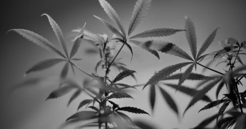 hojas de cannabis en blanco y negro | just bob