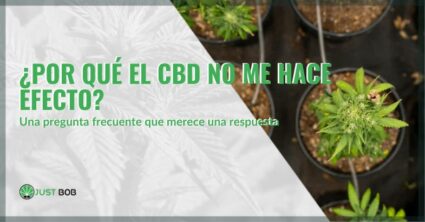 ¿Por qué el CBD no me hace efecto? Una pregunta frecuente que merece una respuesta | Justbob