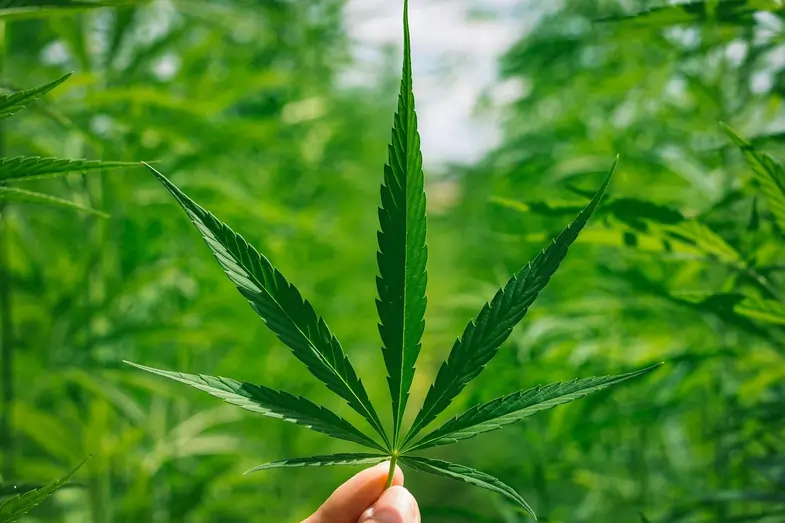 Una mano sostiene una hoja de cannabis | Justbob