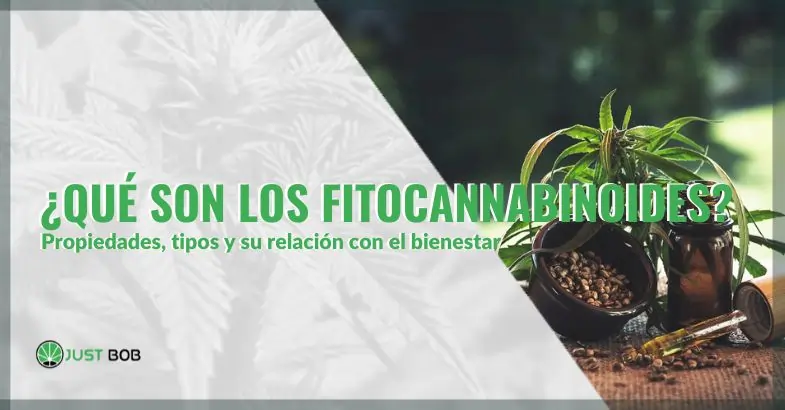 ¿Qué son los fitocannabinoides? Propiedades, tipos y su relación con el bienestar | Justbob