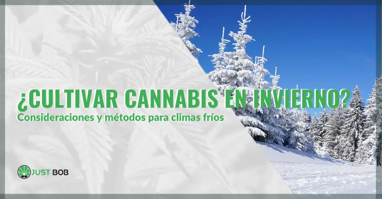 ¿Cultivar Cannabis en Invierno? Consideraciones y Métodos para Climas Fríos | Justbob