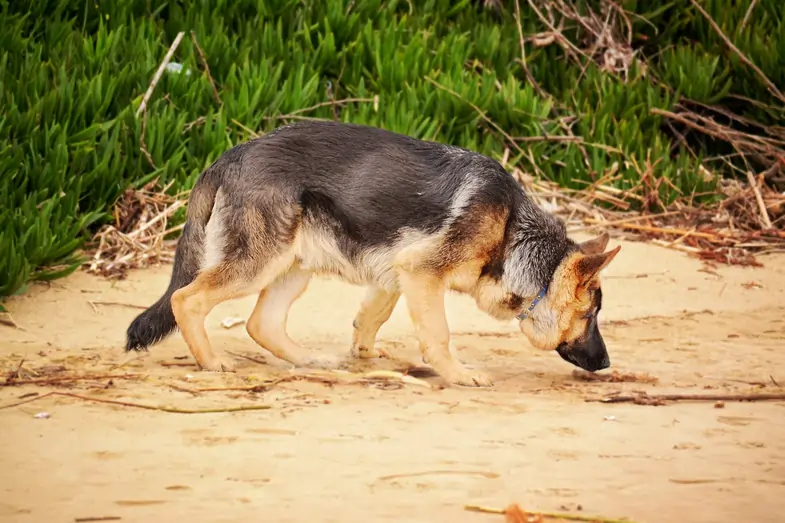 Perro que huele el suelo | Justbob