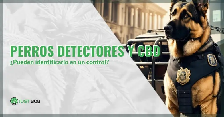 Perros detectores y CBD: ¿pueden identificarlo en un control? | Justbob